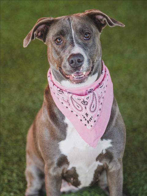 adoptable Dog in Miami, FL named CORALINE