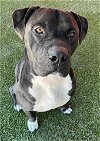 adoptable Dog in  named GEORGE