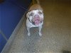 adoptable Dog in miami, FL named SAN PEPE