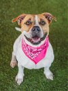 adoptable Dog in  named KELLY