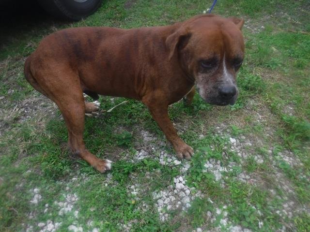 adoptable Dog in Miami, FL named MYLO