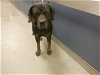 adoptable Dog in miami, FL named VICTORIA