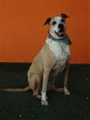adoptable Dog in  named KING