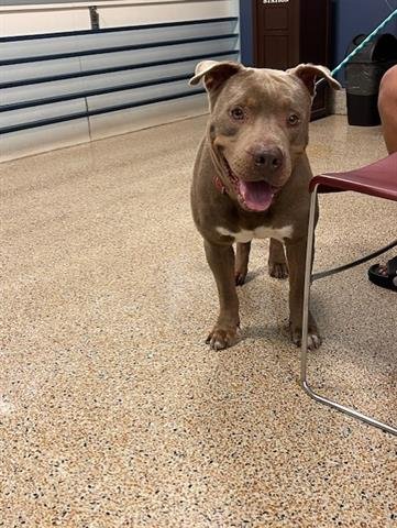 adoptable Dog in Miami, FL named STARR