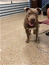 adoptable Dog in miami, FL named STARR