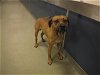 adoptable Dog in miami, FL named BYRON