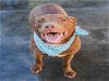 adoptable Dog in miami, FL named BANDIT