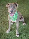 adoptable Dog in miami, FL named ROCKY