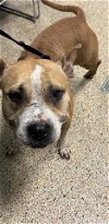 adoptable Dog in miami, FL named PENELOPE