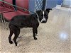 adoptable Dog in miami, FL named NYKO