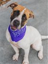 adoptable Dog in miami, FL named QUEEN