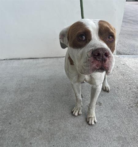 adoptable Dog in Miami, FL named PRINCE