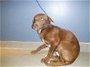 adoptable Dog in miami, FL named MICHAELANGELO