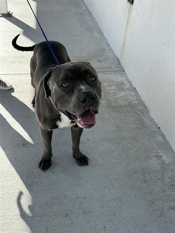 adoptable Dog in Miami, FL named TANGO