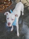 adoptable Dog in  named ICE