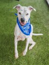 adoptable Dog in  named BAXTER