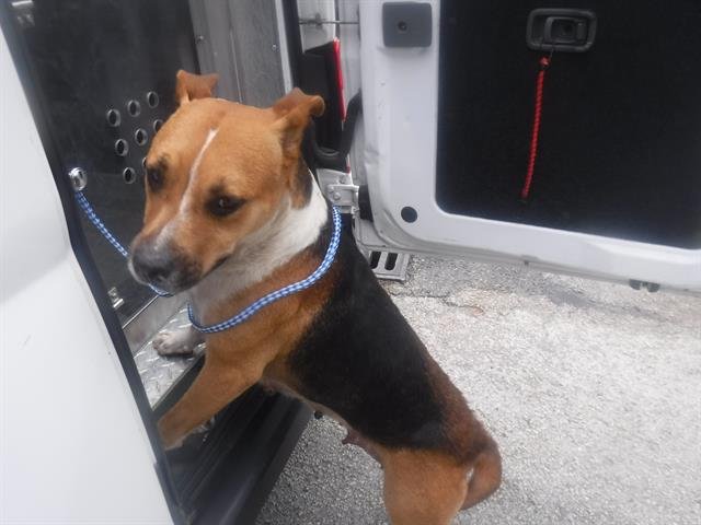 adoptable Dog in Miami, FL named HAZEL