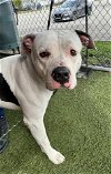adoptable Dog in miami, FL named UTAH