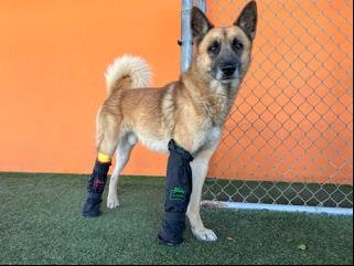 adoptable Dog in Miami, FL named VICTOR