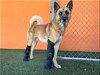adoptable Dog in miami, FL named VICTOR