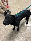 adoptable Dog in miami, FL named BLACKY