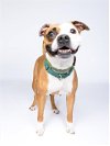 adoptable Dog in  named FIONA