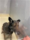 adoptable Dog in miami, FL named NINA