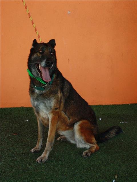 adoptable Dog in Miami, FL named NINA