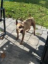 adoptable Dog in miami, FL named BELLA