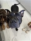 adoptable Dog in miami, FL named RANGER