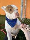 adoptable Dog in , FL named BUSTER