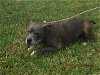 adoptable Dog in miami, FL named TRUE