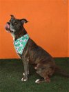 adoptable Dog in  named TRUE