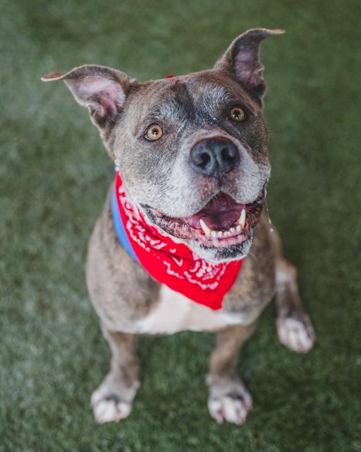 adoptable Dog in Miami, FL named TRUE