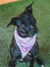adoptable Dog in  named WILLOW