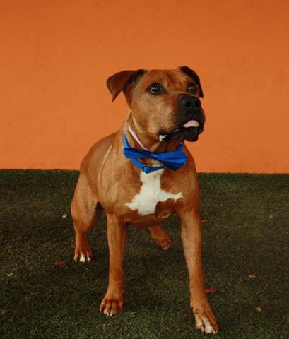 adoptable Dog in Miami, FL named BISCOCHO