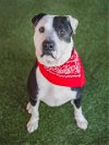 adoptable Dog in miami, FL named OREO