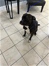 adoptable Dog in miami, FL named TIGER
