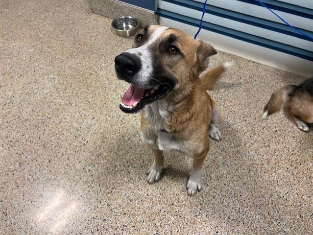 adoptable Dog in Miami, FL named OLIVER
