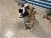 adoptable Dog in miami, FL named OLIVER