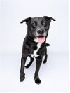 adoptable Dog in miami, FL named ONYX
