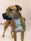 adoptable Dog in miami, FL named BLAKE