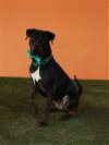 adoptable Dog in  named SHADOW