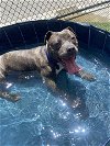 adoptable Dog in miami, FL named SUE