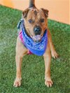 adoptable Dog in miami, FL named ARNOLD