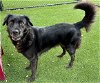 adoptable Dog in miami, FL named SHILOH