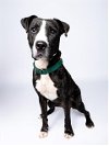 adoptable Dog in miami, FL named OLIVER