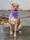 adoptable Dog in miami, FL named SANDRA