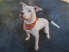 adoptable Dog in miami, FL named TYSON
