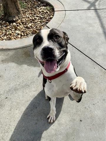 adoptable Dog in Miami, FL named RONNIE